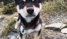 训犬师爆料糯米视频大全,糯米视频大全背后的真实训练技巧