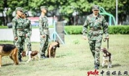 训犬师爆料糯米视频大全,糯米视频大全背后的真实训练技巧